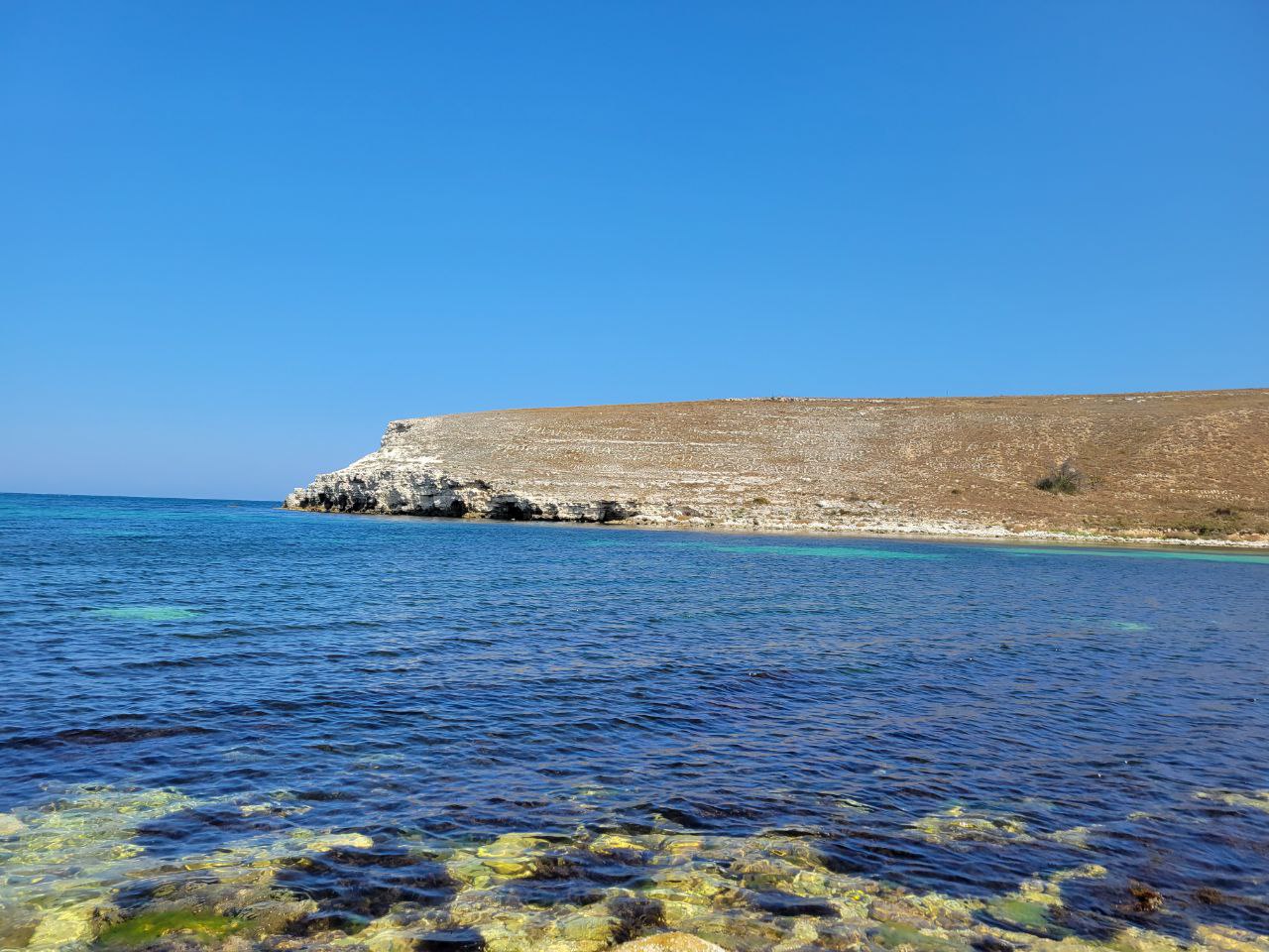 «Цветение» водорослей