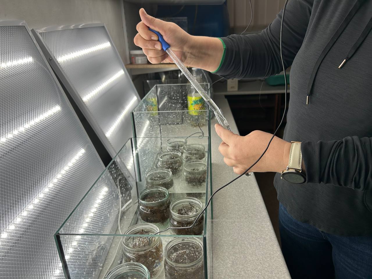 Измерение фотосинтетической активности черноморских водорослей